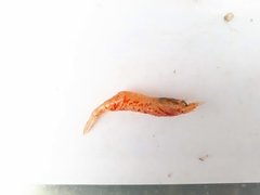 Spirontocaris holmesi