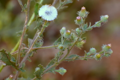 Laggera aurita