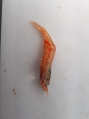 Spirontocaris holmesi