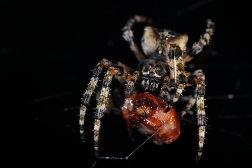 Giant Lichen Orbweaver photo 6