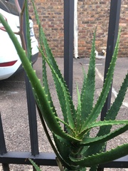Aloe