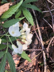 Cardamine heptaphylla