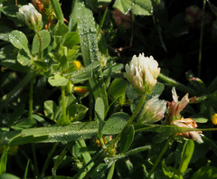 Trifolium alexandrinum