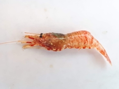 Eualus suckleyi