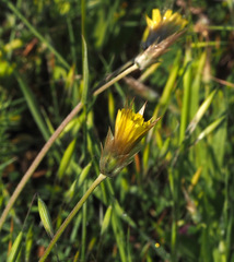 Catananche lutea