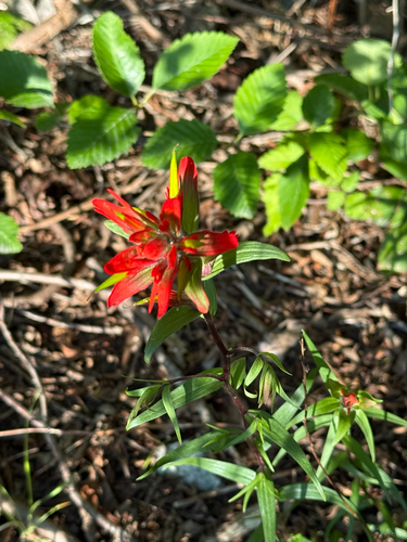 giant red paintbrush