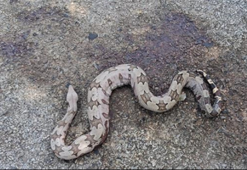 Boa Constrictor