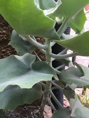 Kalanchoe beharensis