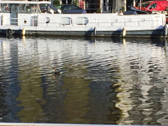 Podiceps cristatus
