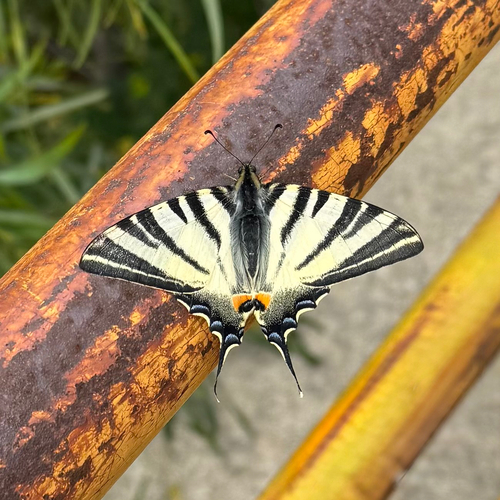 Scarce Swallowtail