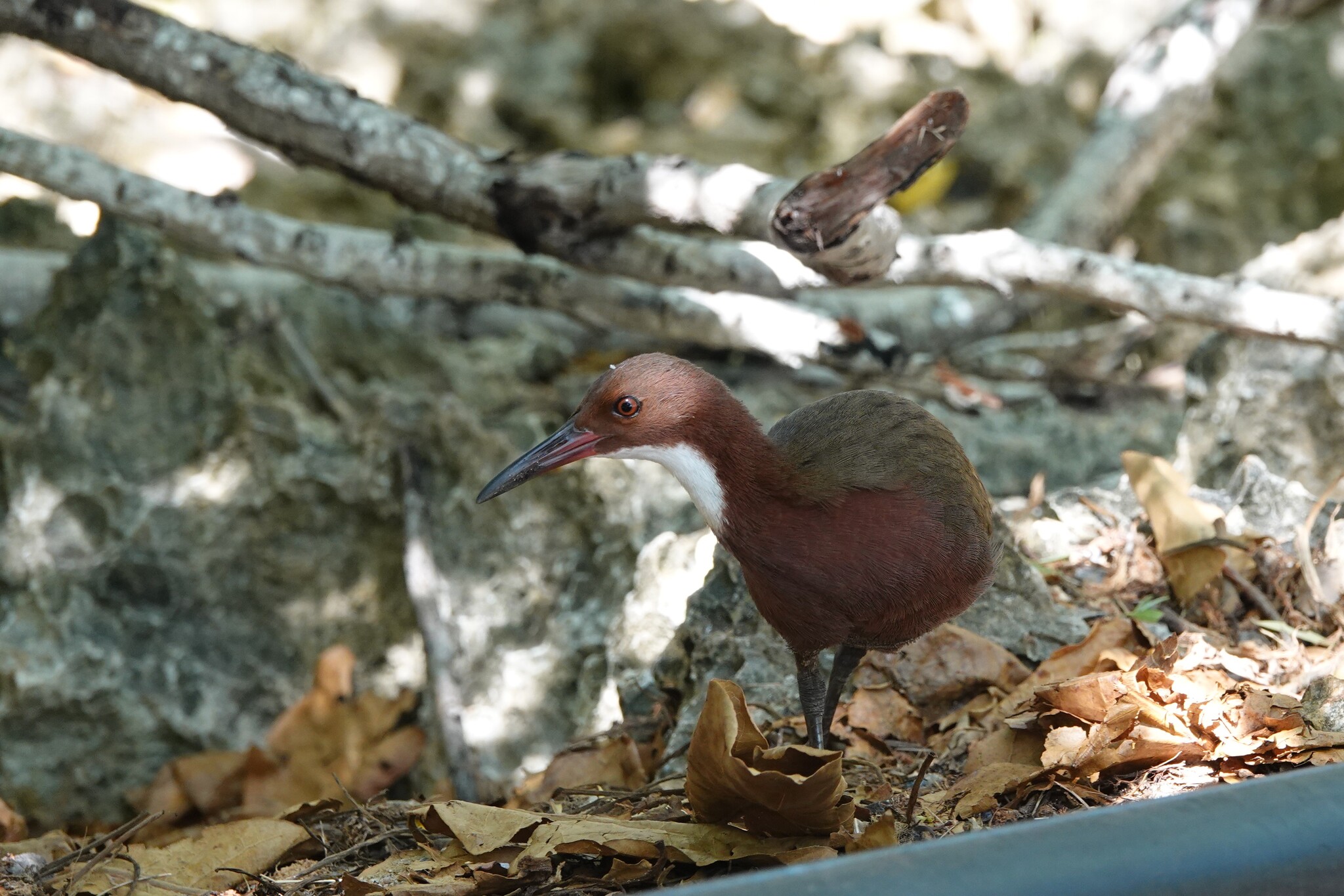 White-throated Rail (Dryolimnas cuvieri), photo 1