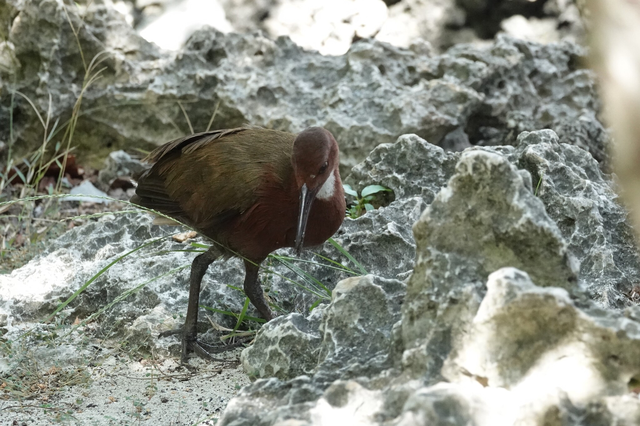 White-throated Rail (Dryolimnas cuvieri), photo 2