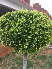 Ficus microcarpa