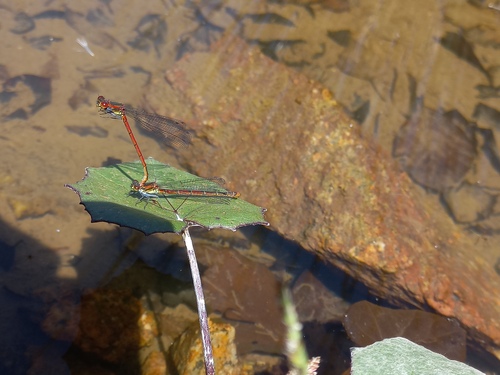 Large Red Damselfly