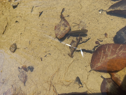 Palmate Newt
