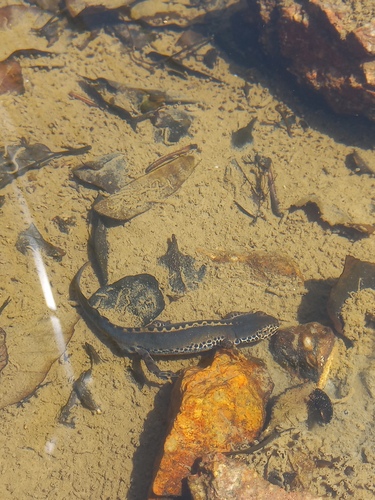 Alpine Newt