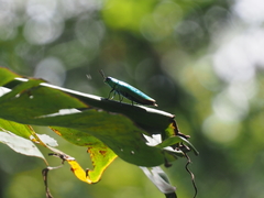 Chrysochroinae