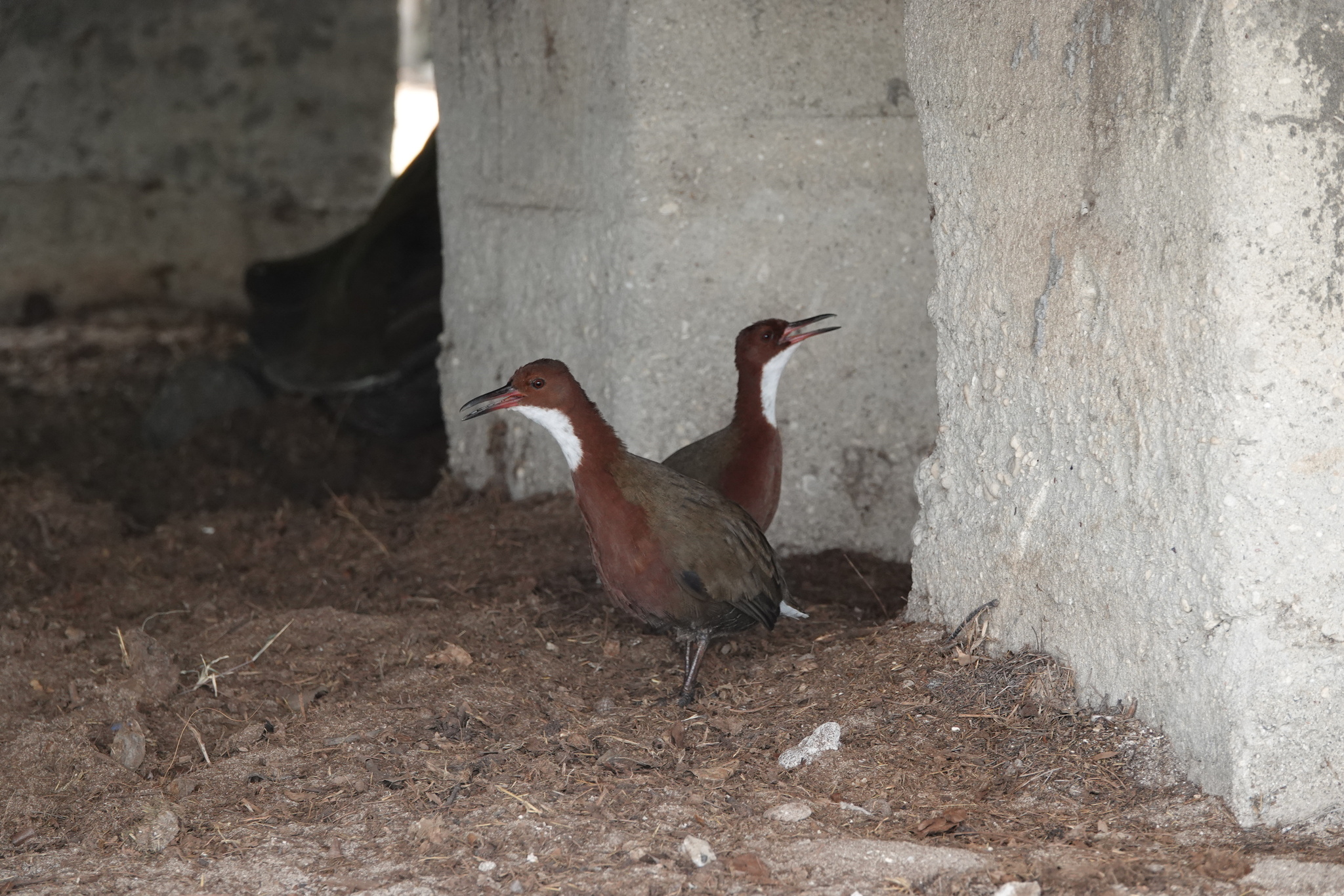 White-throated Rail (Dryolimnas cuvieri), photo 3
