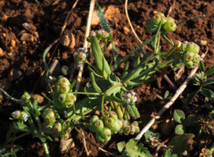 Valerianella vesicaria