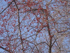 Parus major