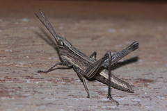 Acrididae