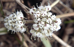 Lomatium linearifolium