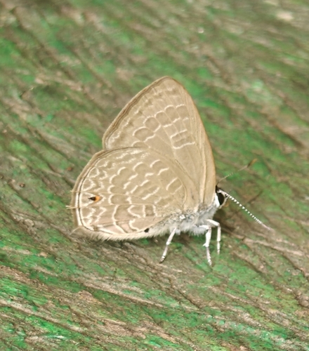 Common Ciliate Blue photo 4