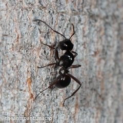 Polyrhachis pilosa