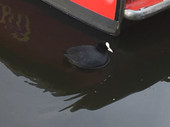 Fulica atra
