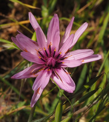 Pseudopodospermum papposum