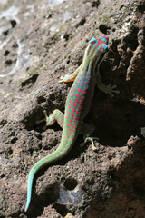 Phelsuma ornata