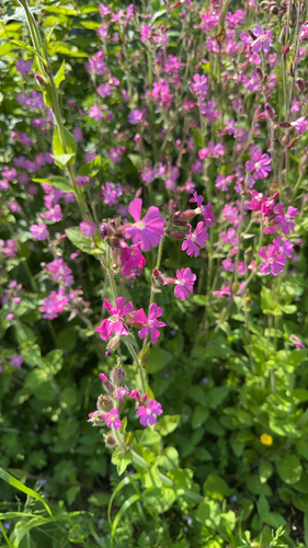 red campion