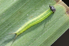Elymnias hypermnestra