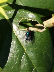 Lucilia eximia