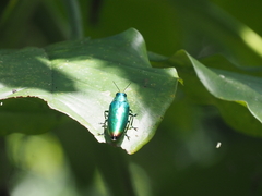 Chrysochroinae