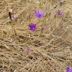 Brodiaea filifolia