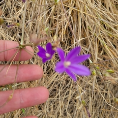 Brodiaea filifolia, photograph author not stated, no rights reserved