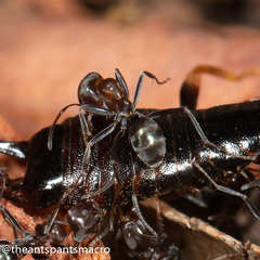 Iridomyrmex rufoniger