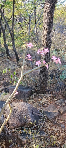 impala lily