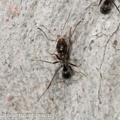 Iridomyrmex rufoniger