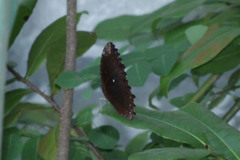 Elymnias hypermnestra