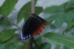 Elymnias hypermnestra