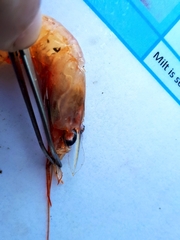 Eualus macrophthalmus