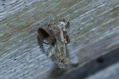 Psychidae