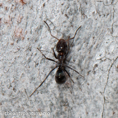 Iridomyrmex rufoniger