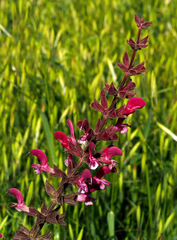Salvia hierosolymitana hierosolymitana