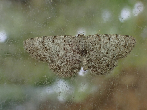 Four-barred Gray photo 4