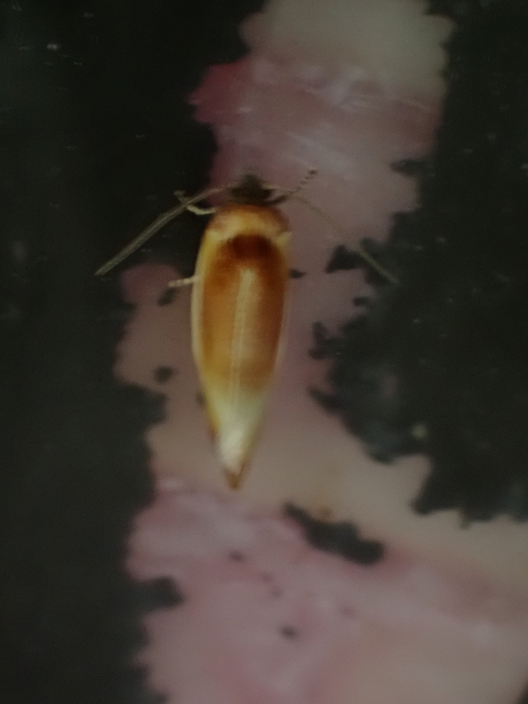 Ferruginous Eulia Moth
