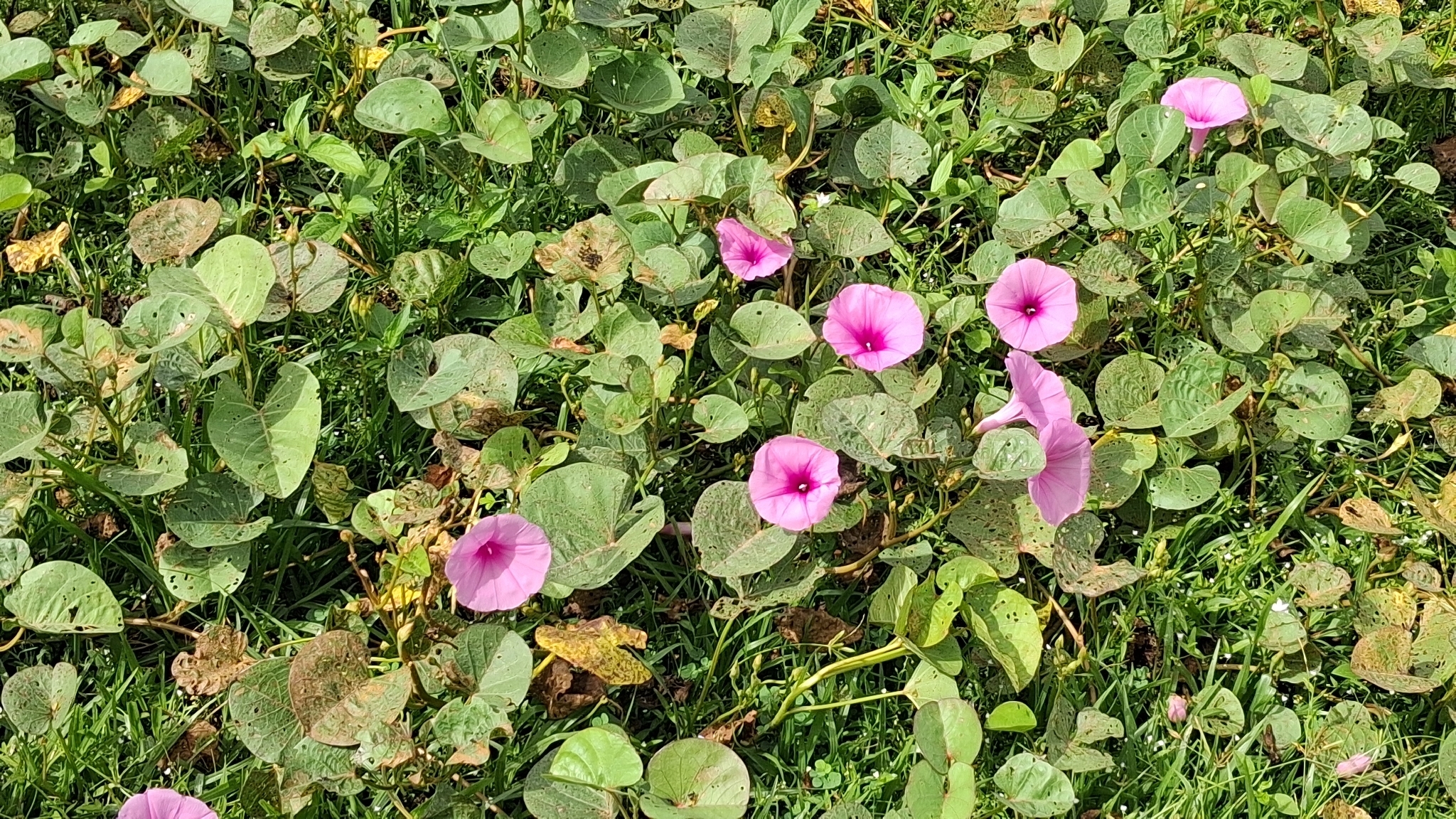 Ipomoea asarifolia