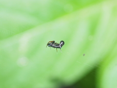 Cyclosa bulla